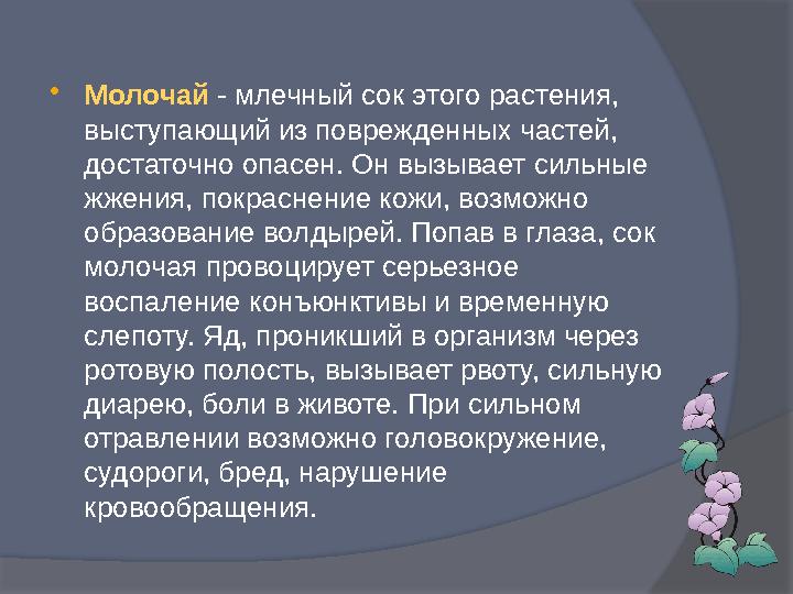  Молочай - млечный сок этого растения, выступающий из поврежденных частей, достаточно опасен. Он вызывает сильные жжения,