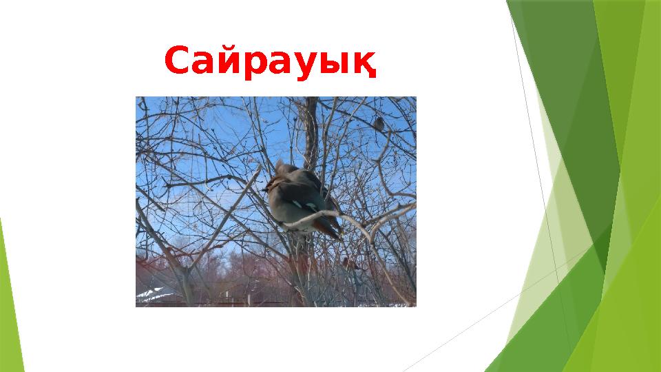 Сайрауық