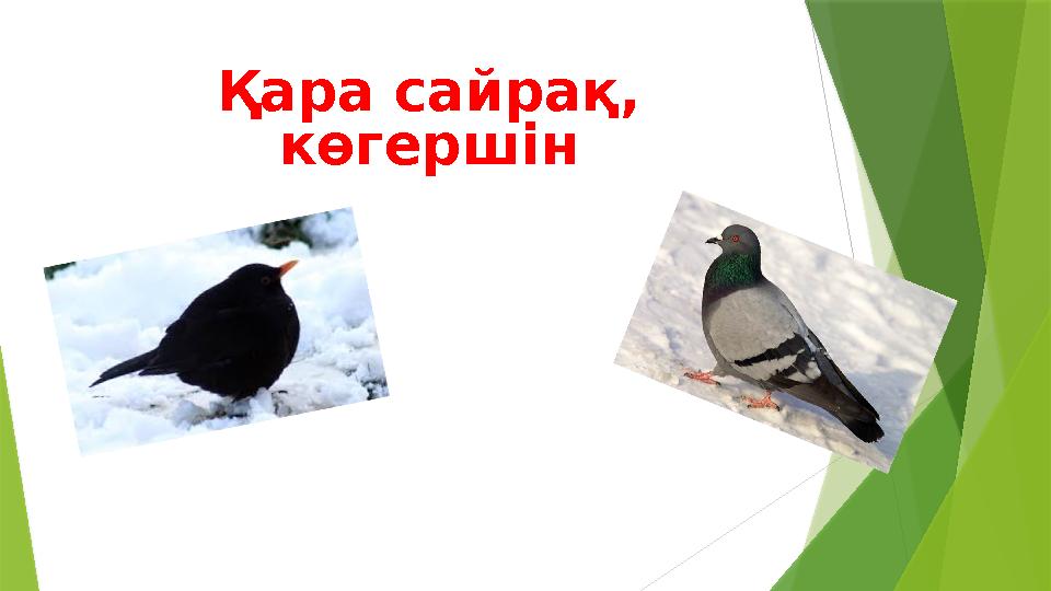 Қара сайрақ, көгершін