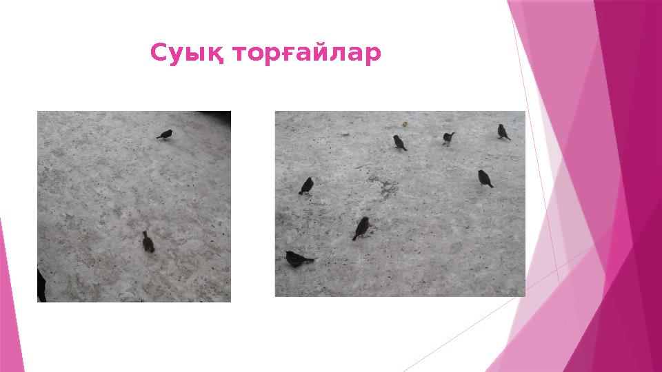 Суық торғайлар