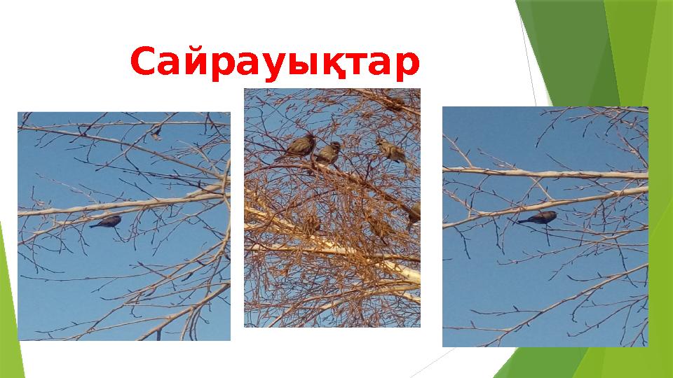 Сайрауықтар