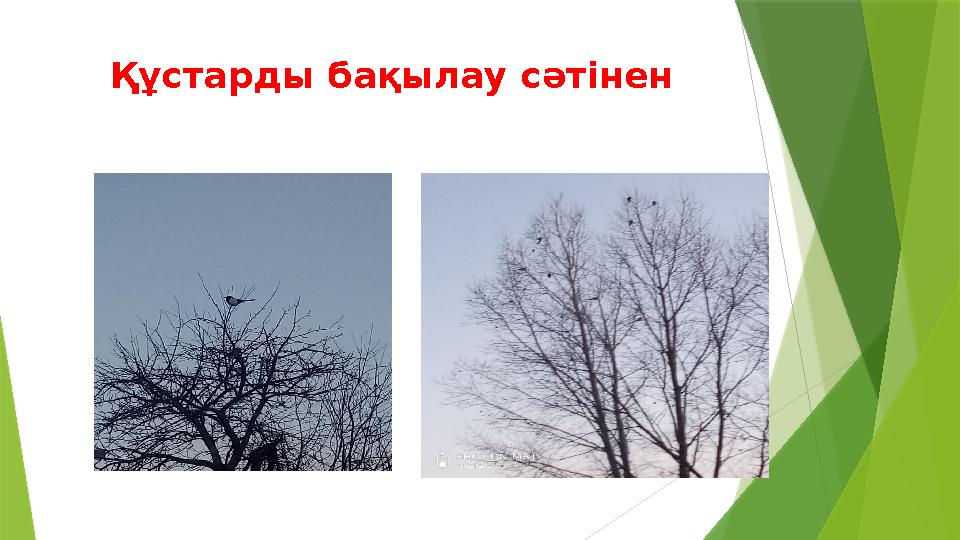 Құстарды бақылау сәтінен