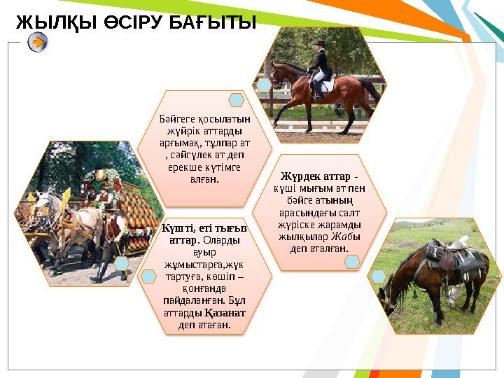 Күшті, еті тығыз аттар. Оларды ауыр жұмыстарға,жүк тартуға, көшіп – қонғанда пайдаланған. Бұл аттарды Қазанат деп атағ