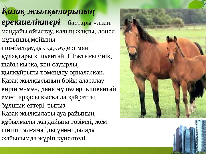 Қазақ жылқыларының ерекшеліктері – бастары үлкен, маңдайы ойыстау, қалың жақты, дөнес мұрынды,мойыны шомбалдау,қысқа,көздері