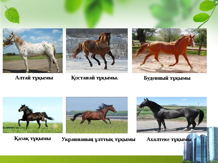 Алтай тұқымы Қостанай тұқымы. Буденный тұқымы Қазақ тұқымы Украинаның ұлттық тұқымы Ахалтеке тұқымы