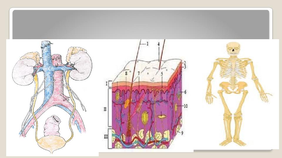 Суреттермен жұмыс