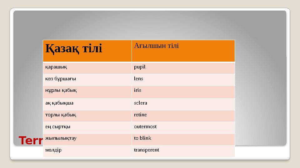 Terminology Қазақ тілі Ағылшын тілі қарашық pupil көз бұршағы lens нұрлы қабық iris ақ қабықша sclera торлы қабық retine ең сы