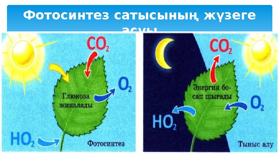 Фотосинтез сатысының жүзеге асуы
