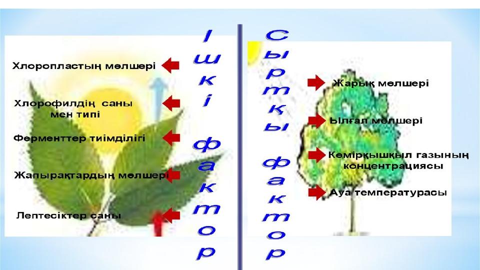 Жүктілік кезіндегі симфизитке арналған жаттығулар