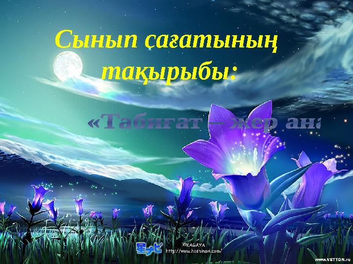 Шина Шоудың жеке суреті