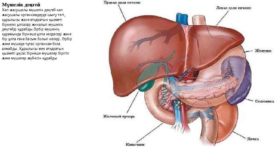 Мүшелік деңгей Көп жасушалы мүшелік деңгей көп жасушалы организмдерде шығу тегі, құрылысы және атқаратын қызметі біркелкі ұлп