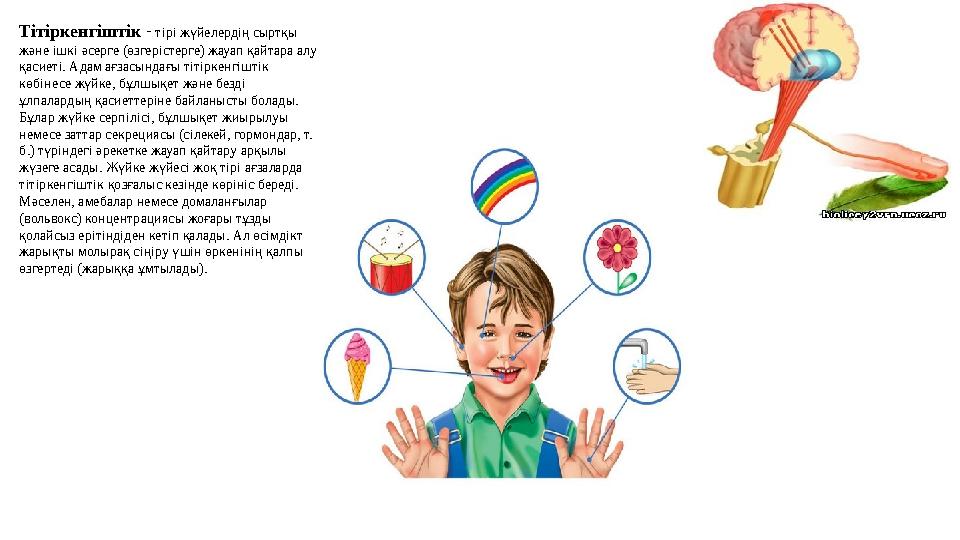 Тітіркенгіштік - тірі жүйелердің сыртқы және ішкі әсерге (өзгерістерге) жауап қайтара алу қасиеті. Адам ағзасындағы тітіркен