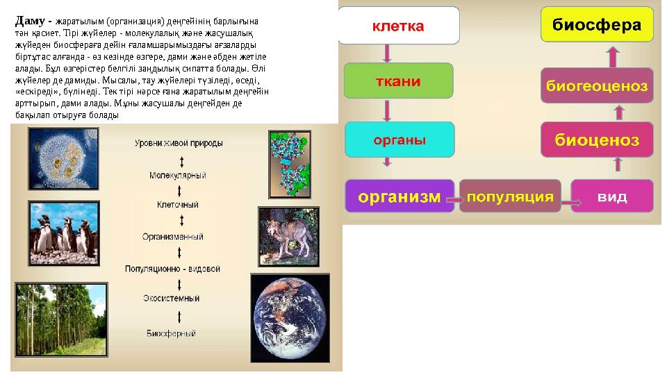 Даму - жаратылым (организация) деңгейінің барлығына тән қасиет. Тірі жүйелер - молекулалық және жасушалық жүйеден биосфераға