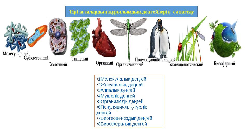 • 1 Молекулалық деңгей • 2 Жасушалық деңгей • 3 Ұлпалық деңгей • 4 Мүшелік деңгей • 5 Организмдік деңгей • 6 Популяциялық-т