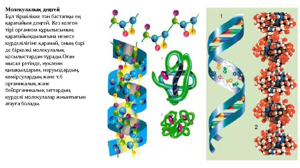 Молекулалық деңгей Бұл тіршілікке тән бастапқы ең қарапайым деңгей. Кез келген тірі организм құрылысының қарапайымдылығына не