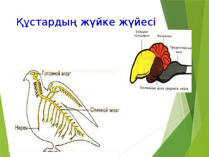 Құстардың жүйке жүйесі