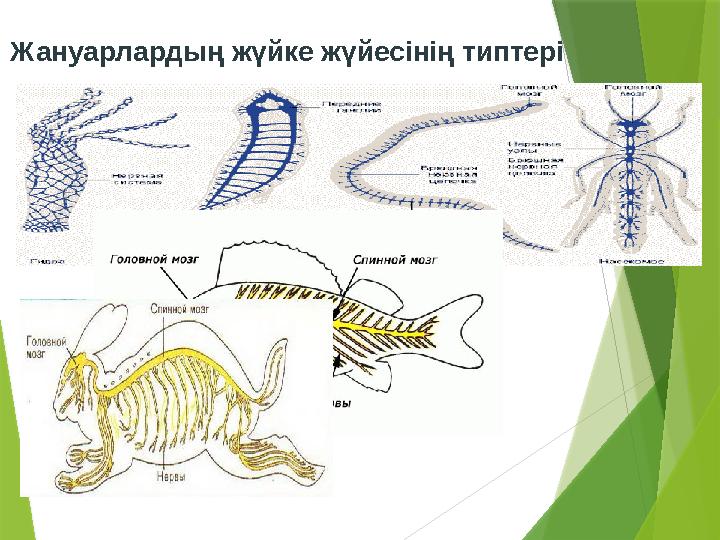 Жануарлардың жүйке жүйесінің типтері