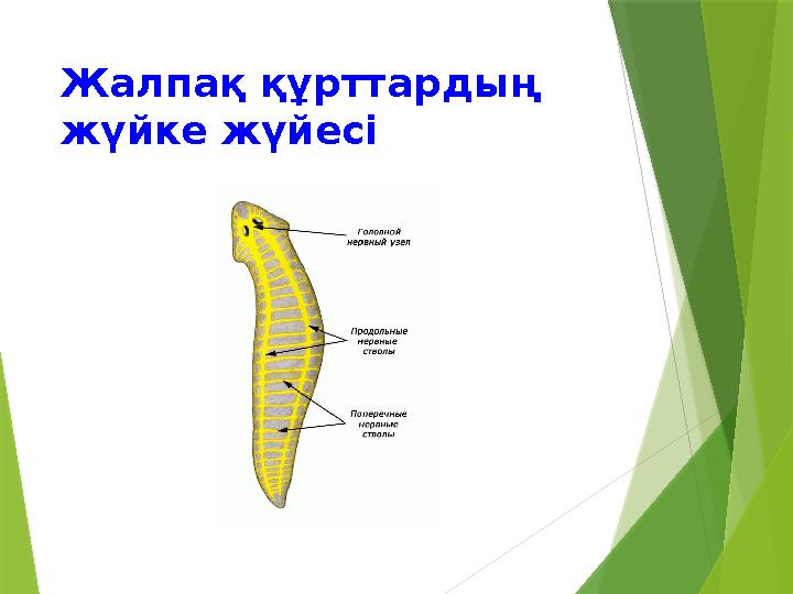 Жалпақ құрттардың жүйке жүйесі