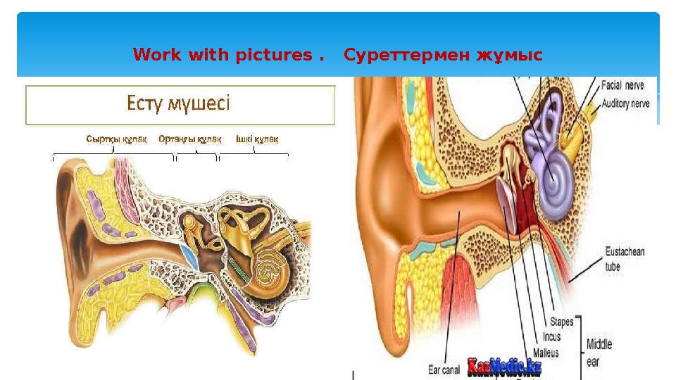 Work with pictures . Суреттермен жұмыс