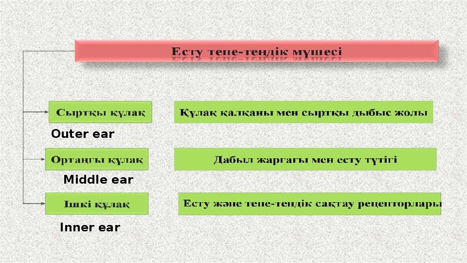 Outer ear Middle ear Inner ear