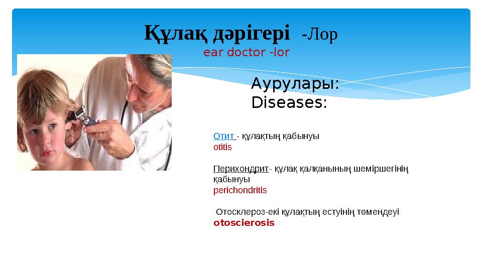 Құлақ дәрігері -Лор ear doctor -lor Аурулары: Diseases : Отит - құлақтың қабынуы otitis Перихондрит - құлақ қалқанының шемі