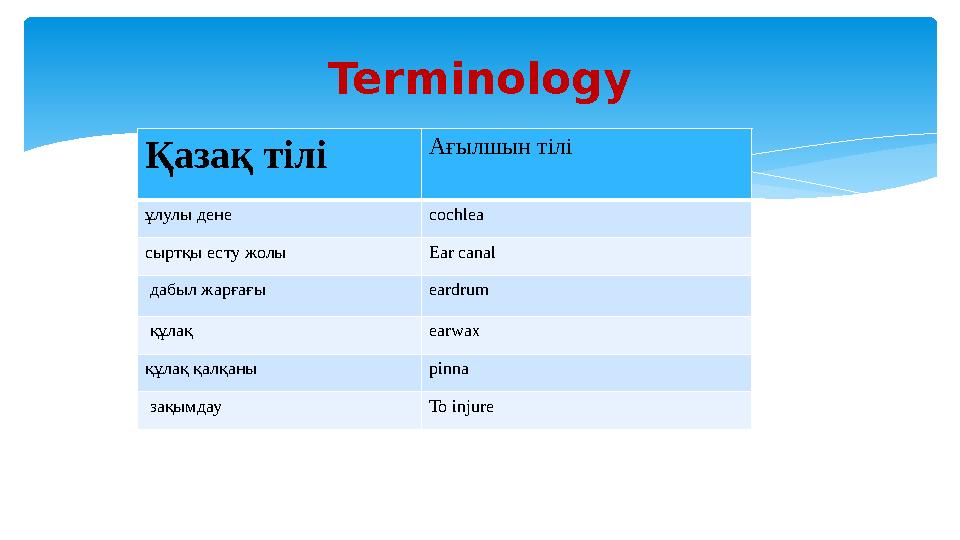 Terminology Қазақ тілі Ағылшын тілі ұлулы дене cochlea сыртқы есту жолы Ear canal дабыл жарғағы eardrum құлақ earwax құлақ қ
