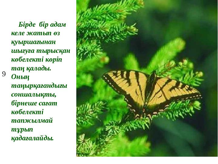 9 Бірде бір адам келе жатып өз қуыршағынан шығуға тырысқан көбелекті көріп таң қалады. Оның таңырқағандығы соншалы