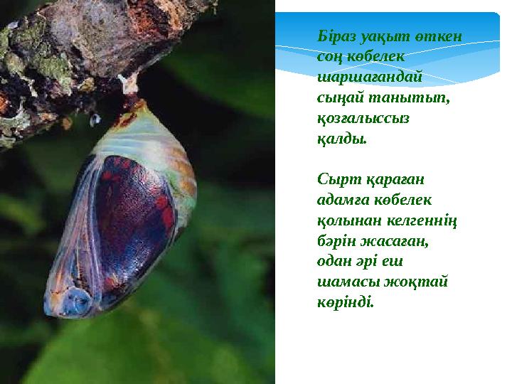 Біраз уақыт өткен соң көбелек шаршағандай сыңай танытып, қозғалыссыз қалды. Сырт қараған адамға көбелек қолынан келгеннің