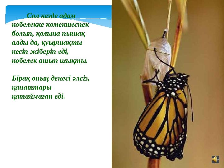 Сол кезде адам көбелекке көмектеспек болып, қолына пышақ алды да, қуыршақты кесіп жіберіп еді, көбелек атып шықты.