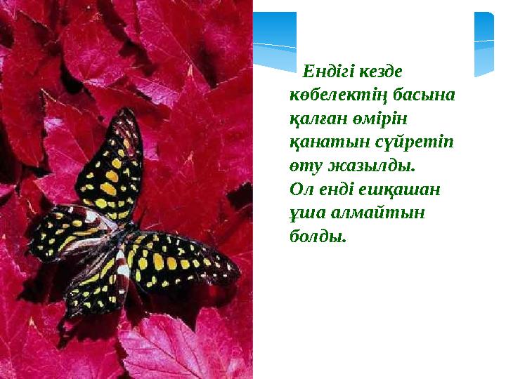 Ендігі кезде көбелектің басына қалған өмірін қанатын сүйретіп өту жазылды. Ол енді ешқашан ұша алмайтын болды.