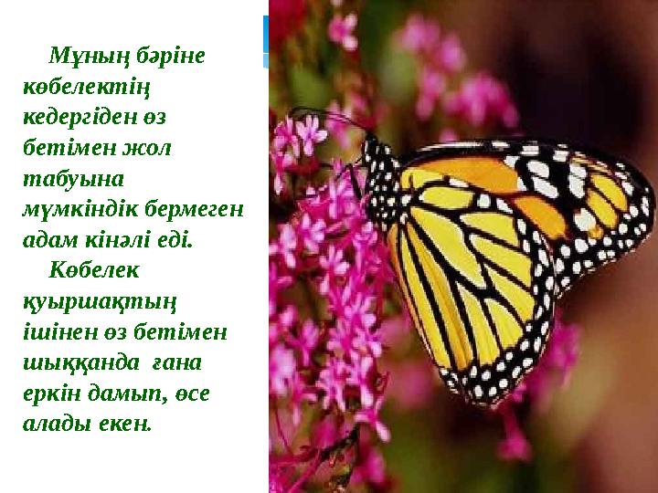 Мұның бәріне көбелектің кедергіден өз бетімен жол табуына мүмкіндік бермеген адам кінәлі еді. Көбелек қуыршақ