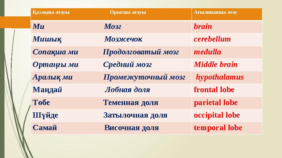 Қазақша атауы Орысша атауы Ағылшынша атау Ми Мозг brain Мишық