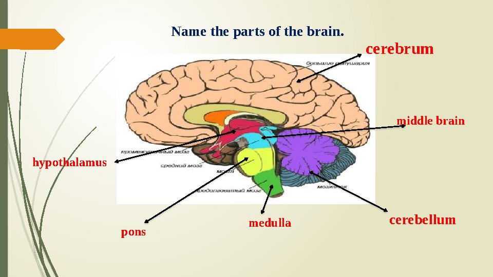 Name the parts of the brain. cerebrum cerebellum middle brain medulla ponshypothalamus