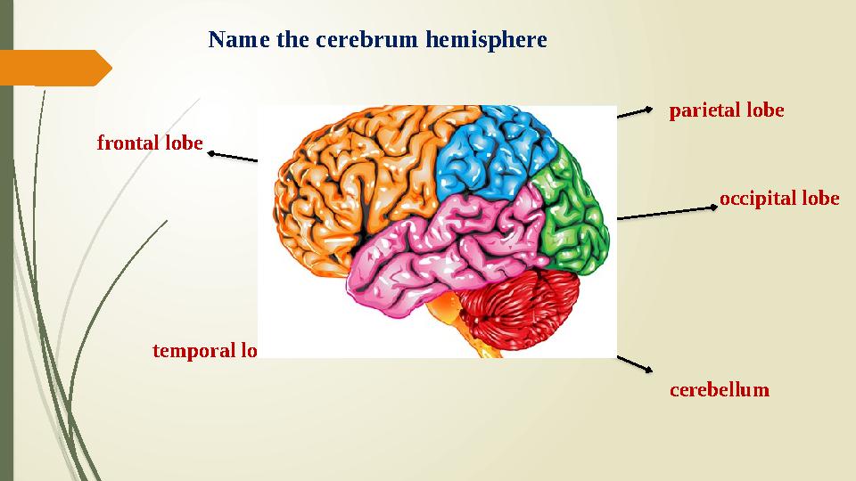 Name the cerebrum hemisphere frontal lobe parietal lobe occipital lobe temporal lobe cerebellum