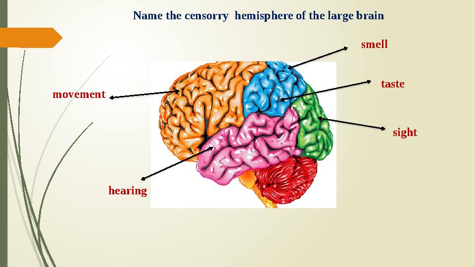 Name the censorry hemisphere of the large brain hearing sight movement smell taste