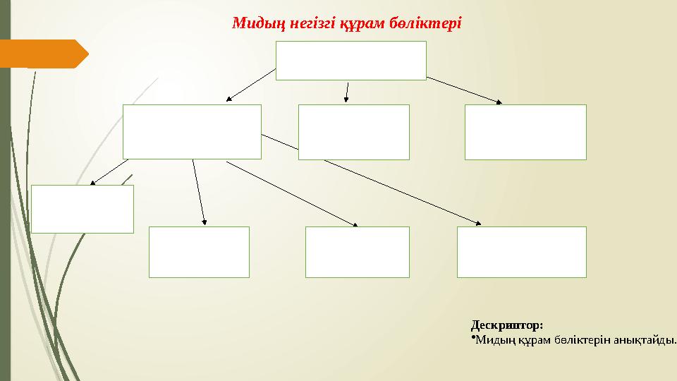 Мидың негізгі құрам бөліктері Дескриптор: • Мидың құрам бөліктері