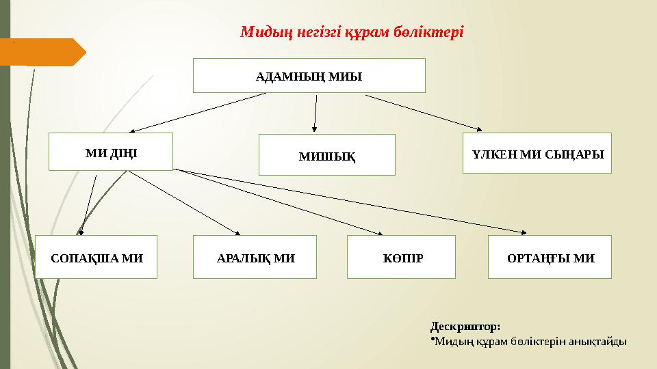 Мидың негізгі құрам бөліктері МИ ДІҢІ МИШЫҚ ҮЛКЕН МИ СЫҢАРЫ СОПАҚША МИ КӨПІР ОРТАҢҒЫ МИ АРАЛЫҚ МИ АДАМНЫҢ МИЫ