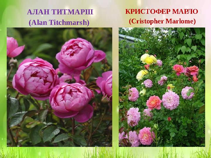 АЛАН ТИТМАРШ (Alan Titchmarsh) КРИСТОФЕР МАРЛО (Cristopher Marlome)