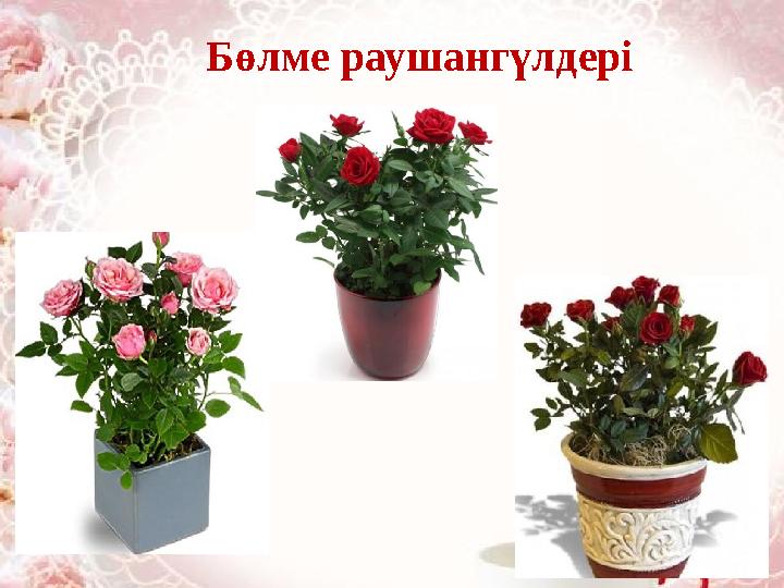 Бөлме раушангүлдері