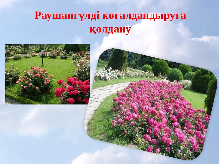 Раушангүлді көгалдандыруға қолдану