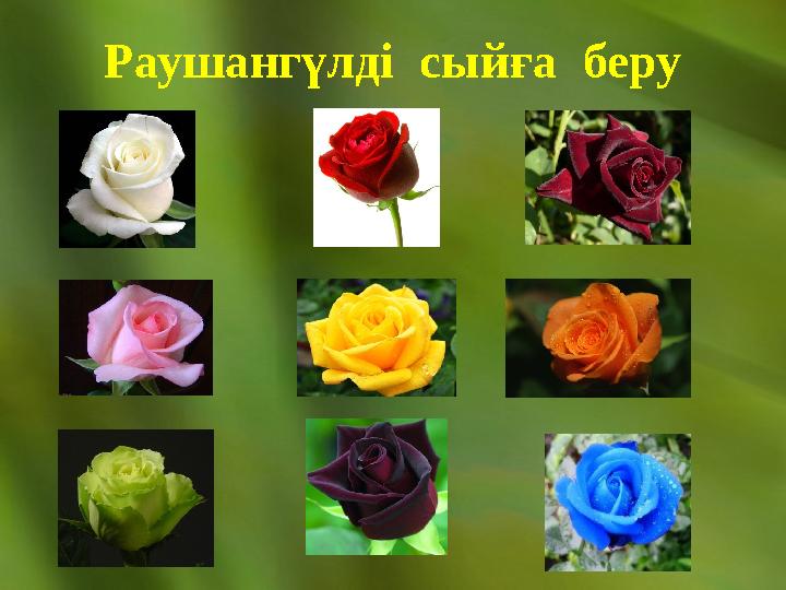 Раушангүлді сыйға беру
