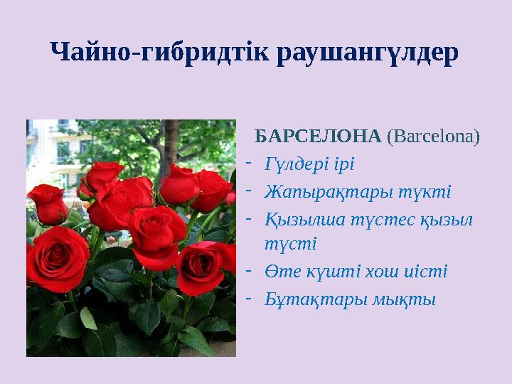Чайно-гибридтік раушангүлдер БАРСЕЛОНА (Barcelona) - Гүлдері ірі - Жапырақтары түкті - Қызылша түстес қызыл түсті - Өте кү