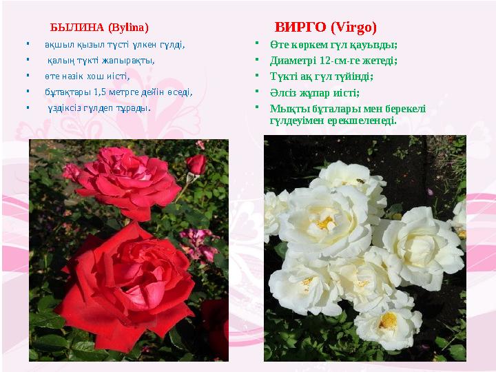 БЫЛИНА (Bylina) • ақшыл қызыл түсті үлкен гүлді, • қалың түкті жапырақты, • өте нәзік хош иісті, • бұтақтары 1,5