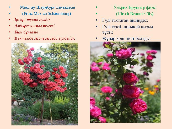 • Макс цу Шаумбург ханзадасы • (Prinz Max zu Schaumburg) • Ірі әрі түкті гүлді; • Албырт қызыл түсті • Биік бұталы