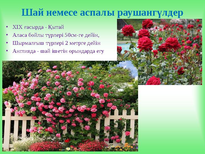 Шай немесе аспалы раушангүлдер • ХІХ ғасырда - Қытай • Аласа бойлы түрлері 50см-ге дейін, • Шырмалғыш түрлері 2 метрге дейін •