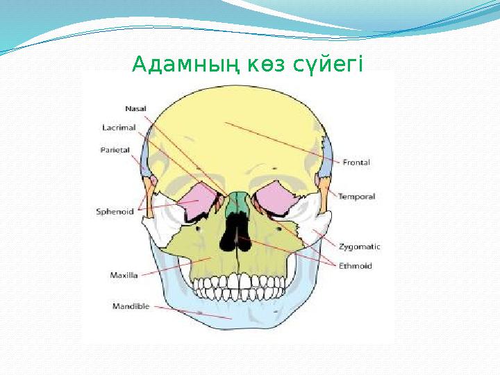 Адамның көз сүйегі