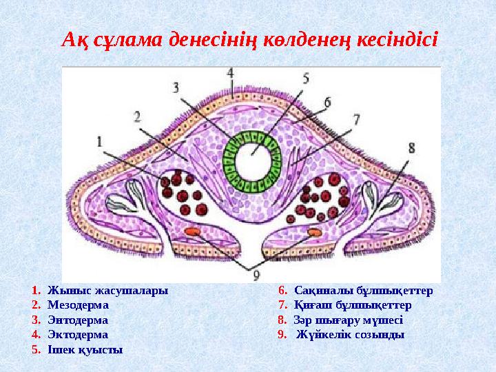 Көпшілікке арналған порно Музыка жалаңаш билейді