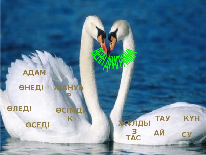 ЖАНУА Р ӨСІМДІ К ӨСЕДІӨНЕДІ АДАМ ӨЛЕДІ АЙ КҮН ЖҰЛДЫ З ТАС ТАУ СУ