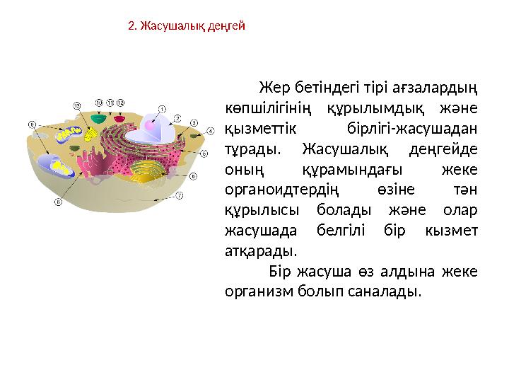 2. Жасушалық деңгей Жер бетіндегі тірі ағзалардың көпшілігінің құрылымдық және қызметтік бірлігі-жасушадан