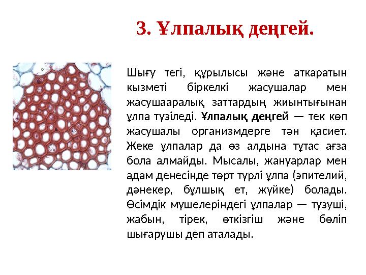 3. Ұлпалық деңгей. Шығу тегі, құрылысы және аткаратын кызметі біркелкі жасушалар мен жасушааралық заттардың жиынтығын
